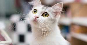 Críticos de PETA aseguran que los argumentos de la organización para dar muerte a animales son infundados. Foto: Shutterstock