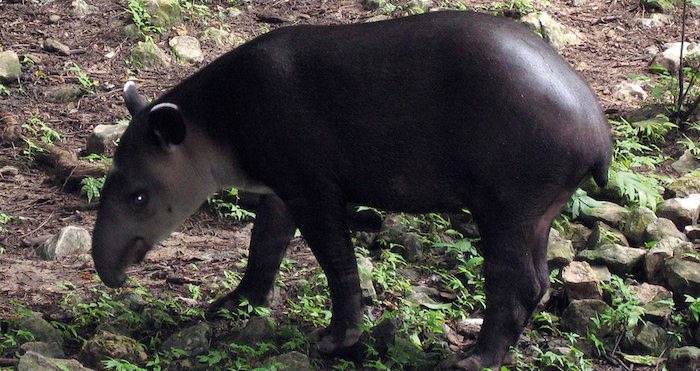 Conanp devuelve con éxito a su hábitat a un tapir | SinEmbargo MX