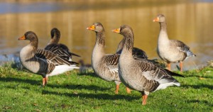 Debido a la prohibición, la caza deportiva ya no es una opción para controlar la población y conservación de gansos en Holanda. Foto: Shutterstock