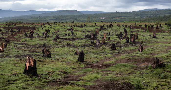 Resultado de imagen para deforestacion