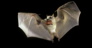 ¿Por qué conservar a los murciélagos?; experto responde