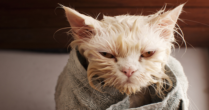 Ellos también necesitan una "manita de gato". Foto: Shutterstock