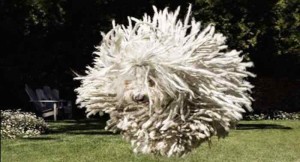 Beast, el perro ovejero de Mark Zuckerberg. Foto: Facebook Mark Zuckerberg