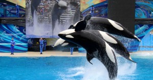 Las orcas son la principal atracción del parque. Foto: Shutterstock