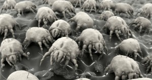 Los pequeños arácnidos tienen una predilección por los lugares calientes y húmedos, como tu cama. Foto: Shutterstock