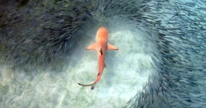 Un banco de peces clupeidos tropicales nadando de forma sincronizada para evitar a un joven tiburón punta negra. Foto: The Huffington Post
