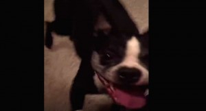 Perro baila hip hop. Foto: Captura de pantalla.