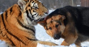 Tigre y perro. Foto:The Huffington Post