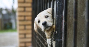 Las mascotas pueden sentir miedo con los fuegos artificiales. Foto: Shutterstock