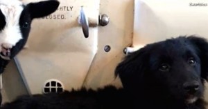 La oveja trata de convencer a todos que es un perro. Foto: Vine