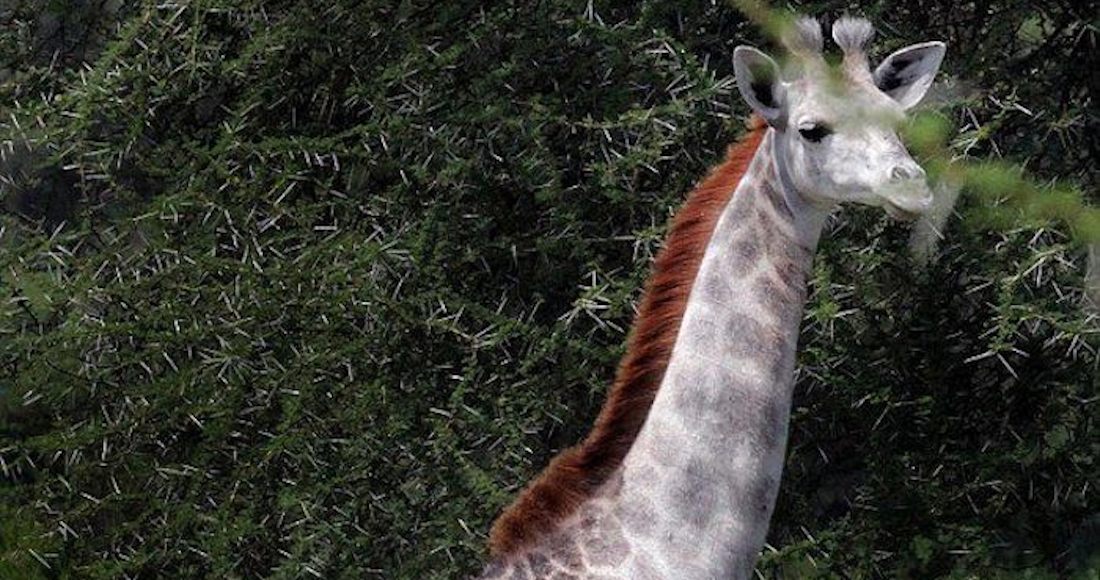 Omo.  Foto: Facebook, I-Love-Africa