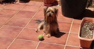 Pancho, un perro yorkshire. Foto: The Huffington Post