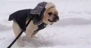 Walter, el pequeño perro que se ha vuelto la mascota más famosa en las redes