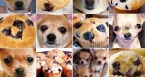 ¿Animales o comida? Los nuevos MEMES que triunfan en internet
