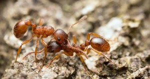 Hormigas que esclavizan a otras hormigas. Foto: shutterstock