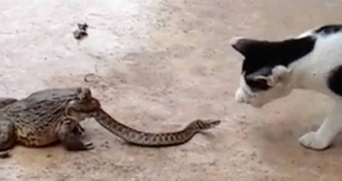 Serpiente pelea con gato mientras es devorada por sapo | SinEmbargo MX