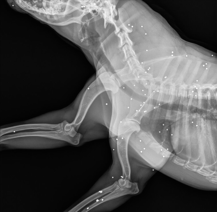 Médicos encuentran cientos de balines en el cuerpo de una perrita
