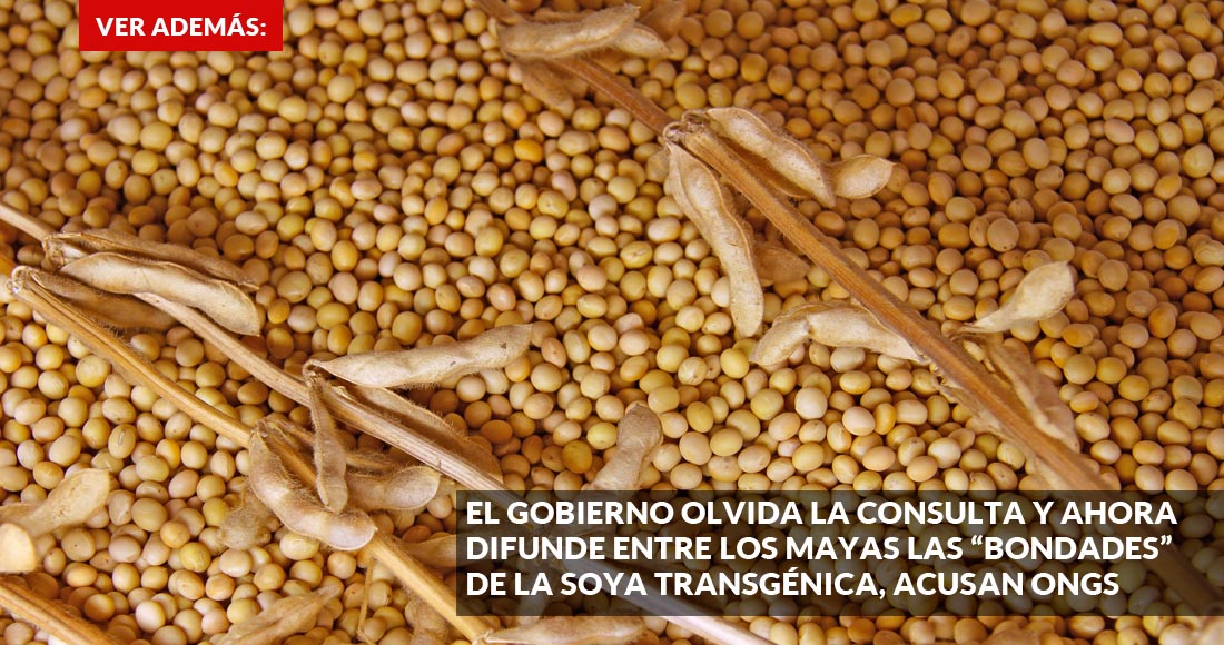 
<br>Gobierno prohibirá la siembra de soya transgénica en la península de Yucatán