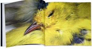 Un libro de la colección Luz Portátil. Foto: Revista Artes de México