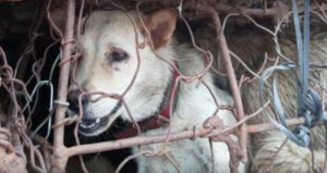 Imagen de el video de YouTube, “Detengan el Festival de la carne de perro de Yulin”. Foto: captura de pantalla