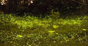 Luciérnagas. Fotografía realizada por el usuario de Flickr. Foto: GlobalVoices