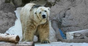 La muerte Arturo, “el oso polar más triste del mundo”, enciende la lucha por los animales