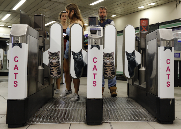 El proyecto, financiado en grupo, exhibe gatos callejeros de dos organizaciones benéficas de rescate y algunos están disponibles para adopción. Foto: AP