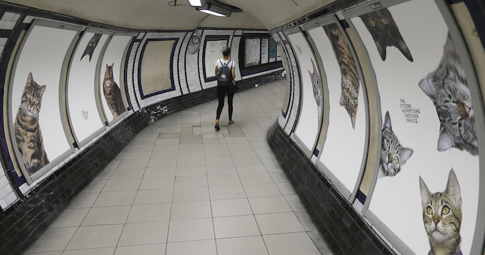 Una mujer camina por un pasillo de la estación del metro Clapham Common Tube en Londres, el martes 13 de septiembre de 2016. Todos los anuncios de la estación fueron cambiados por fotos de gatos. Foto: AP