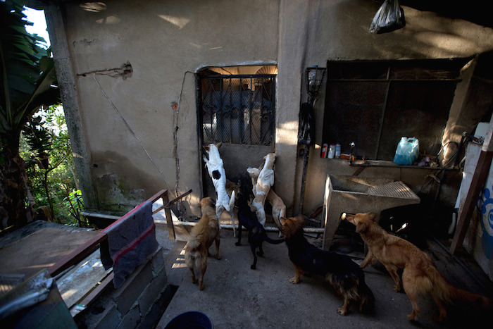 Perros abandonados se reúnen para alimentarse en el refugio privado Funasissi, en el barrio trabajador de El Junquito. Foto: AP