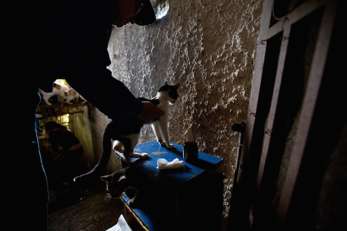 Fundadoras del refugio de animales Funasissi, examina a un gato abandonado en el refugio privado en el barrio trabajador de El Junquito. Foto: AP