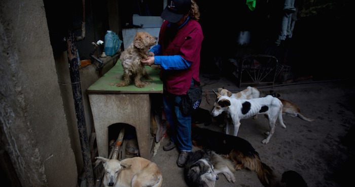 En Caracas se ha vuelto habitual ver perros de raza buscando entre la basura o tumbados al aire libre, sucios y demacrados, en barrios acomodados. Foto: AP