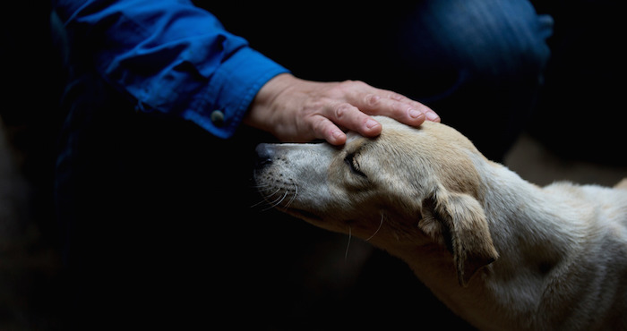 Dexis Casadiego, veterinario y uno de los fundadores del refugio privado Funasissi, acaricia a un perro abandonado. Foto: AP