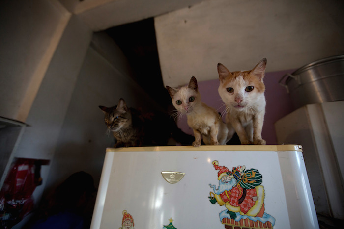 Obligados a elegir entre sí mismos y sus queridos perros y gatos, los venezolanos de clase media están abandonando a sus mascotas en las calles en cifras nunca vistas. Foto: AP