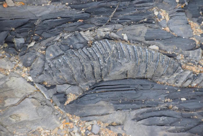 Foto: Costesía de Página8