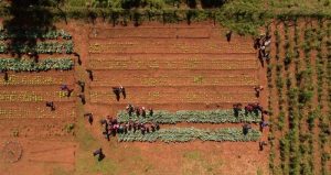 Vista de la escuela Maricevich, en la que los alumnos aprenden a cultivar en la huerta comunitaria. Fotografía de Juan Carlos Meza / GlobalVoices