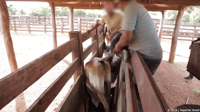 Los animales son maltratados y hacinados. Foto: Peta y Repórter Brasil.