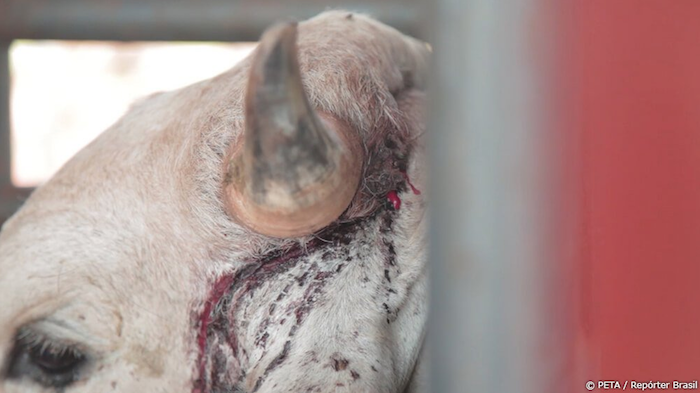 El rostro lastimado de un toro. Foto: Peta y Repórter Brasil.
