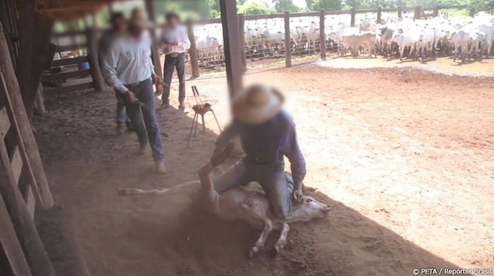 Los animales son sometidos a maltratos extremos. Foto: Peta y Repórter Brasil.