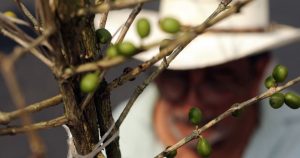 Mucha pobreza y pocas opciones: criminales de Veracruz esperan “buena cosecha” en el campo