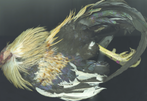 Fotografía de José Antonio Martínez. Foto: RAM