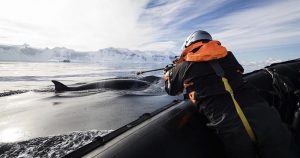 Unas cámaras colocadas en el lomo de las ballenas desvelan su vida en la Antártida
Imagen cedida por la División Antártica Australiana de la investigación. Foto: EFE. 