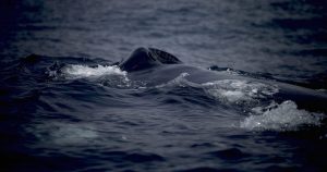 Una ballena jorobada. Foto: EFE/Archivo. 