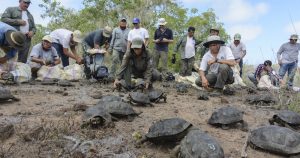 Liberación de un grupo de tortugas en el archipiélago de Galapagos. Foto: EFE. 