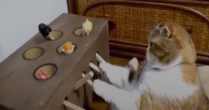 La doctora Lauren Finka, encontró cinco tipos de personalidades en los felinos. Foto: Youtube ExpertoAnimal