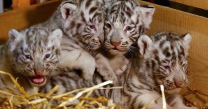 Falco, Toto, Mia y Mautzi nacieron el 22 de marzo y pasarán cerca de un año y medio con su madre Thalie, de seis años, hasta que sean trasladados a otros zoológicos. Foto: Especial. 