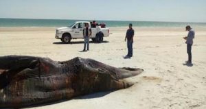 No se detectaron evidencias de afectación por artes de pesca y se actuó conforme al Protocolo de Atención para Varamientos de Mamíferos Marinos.. Foto: Profepa