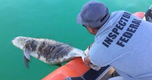 Otra vaquita marina es hallada muerta en el Golfo de California; investigan pesca como causa del deceso