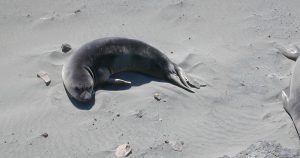 Actualmente habitan más de 11 mil ejemplares de una especie sobreviviente de la cacería indiscriminada a la que fue sometida durante el siglo XIX y mediados siglo XX. Foto: Especial. 