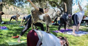 En el benévolo ecosistema de los practicantes de yoga empieza a germinar una tendencia que busca subrayar la comunión con la naturaleza, esa suerte de principio base de la disciplina, y que consiste en incluir a animales de toda pelambre en las sesiones. Foto: EFE. 