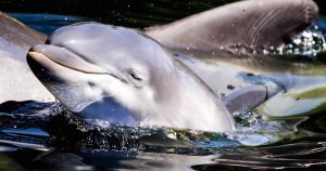 Un delfín ha nacido en el zoológico de la localidad holandesa de Harderwijk. Foto: EFE. 